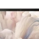 Dell Pro 14 Premium PA14250 Ultra 5 236V 14.0"FHD+ 300nit 16GB DDR5 SSD512 Arc FgrPr Cams&Mic WLAN+BT BcklKb 3C vPro W11P Magnesium 3Y Pro Support